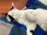 À la recherche d'un foyer : chaton mâle de 10 mois