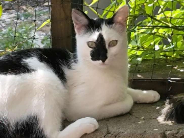 À la recherche d'un foyer : chaton mâle de 10 mois