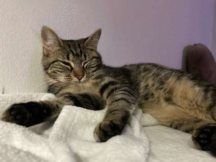 Adoption disponible : chatonne tigrée