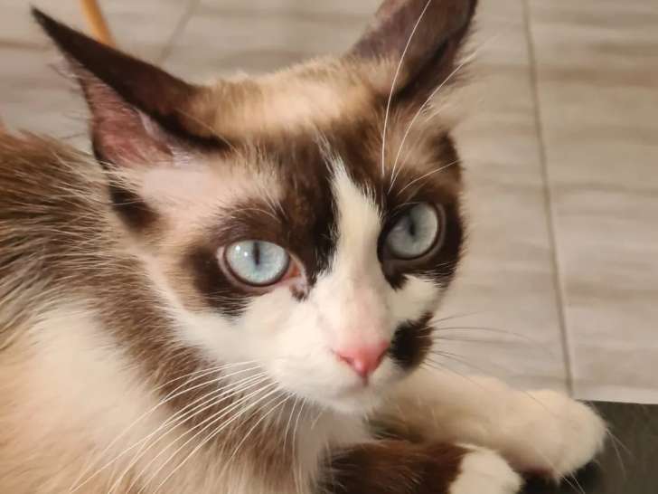 En quête d’un foyer : chatte tricolore