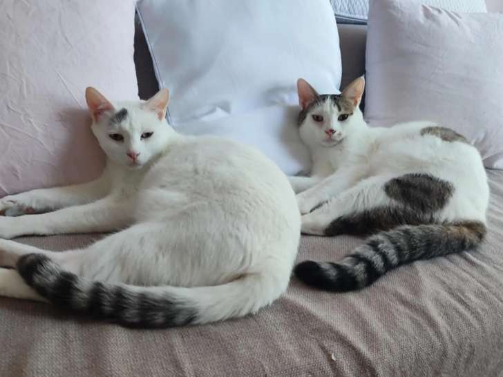 À accueillir : 2 chats d'un an