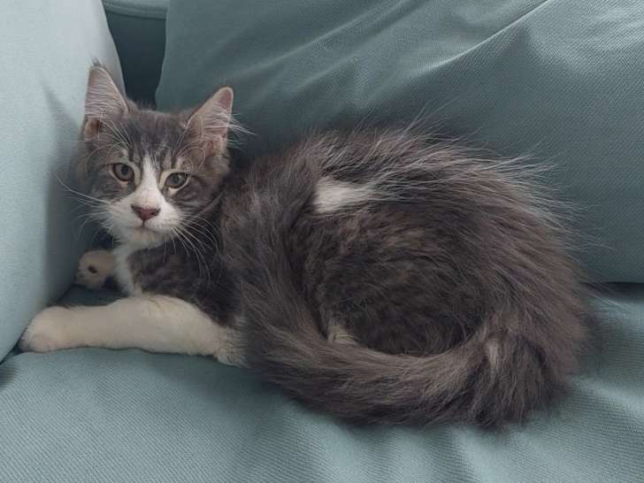 Chatonne Maine Coon LOOF à vendre