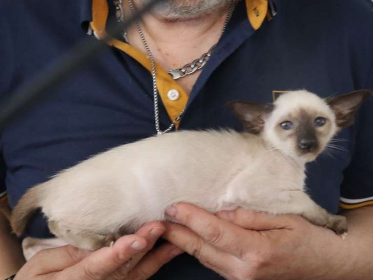 2 chatons Siamois Orientaux LOOF disponibles à la vente