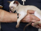 2 chatons Siamois Orientaux LOOF disponibles à la vente