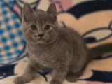 1 chaton mâle Chartreux LOOF à vendre