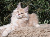 À réserver, deux chatons mâles Maine Coon (LOOF)