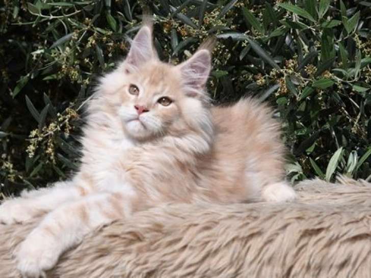 À réserver, deux chatons mâles Maine Coon (LOOF)