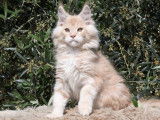 À réserver, deux chatons mâles Maine Coon (LOOF)