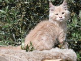 À réserver, deux chatons mâles Maine Coon (LOOF)