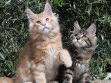 À réserver, deux chatons mâles Maine Coon (LOOF)