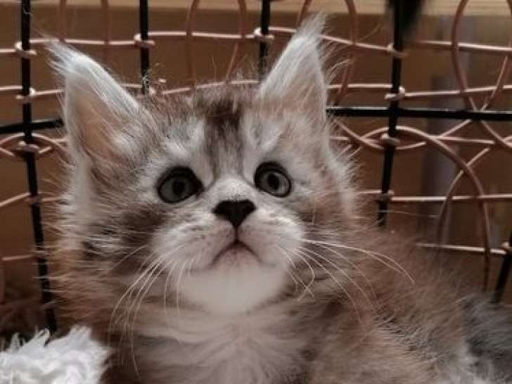 4 chatons Maine Coon LOOF à réserver