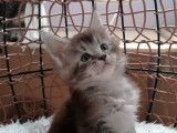 4 chatons Maine Coon LOOF à réserver
