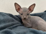 À réserver, 5 chatons Sphynx (LOOF)