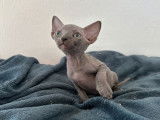 À réserver, 5 chatons Sphynx (LOOF)