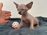 À réserver, 5 chatons Sphynx (LOOF)