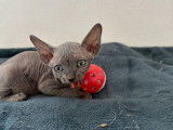 À réserver, 5 chatons Sphynx (LOOF)