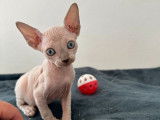 À réserver, 5 chatons Sphynx (LOOF)