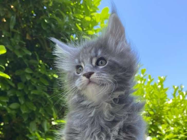 À réserver, chaton mâle Maine Coon (LOOF)