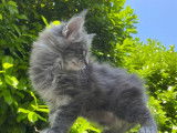 À réserver, chaton mâle Maine Coon (LOOF)
