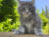 À réserver, chaton mâle Maine Coon (LOOF)