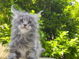 À réserver, chaton mâle Maine Coon (LOOF)