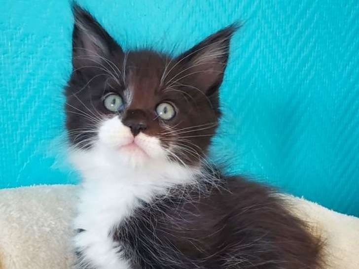 6 chatons Maine Coon disponibles à l’achat (LOOF)
