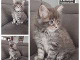 À réserver, 6 chatons Maine Coon LOOF