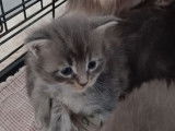 À réserver, 6 chatons Maine Coon LOOF