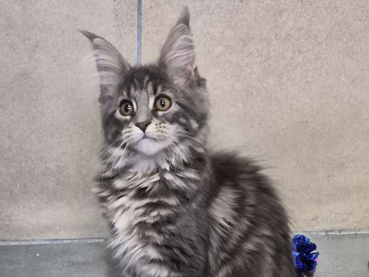 À réserver, 6 chatons Maine Coon LOOF