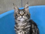 À réserver, 6 chatons Maine Coon LOOF