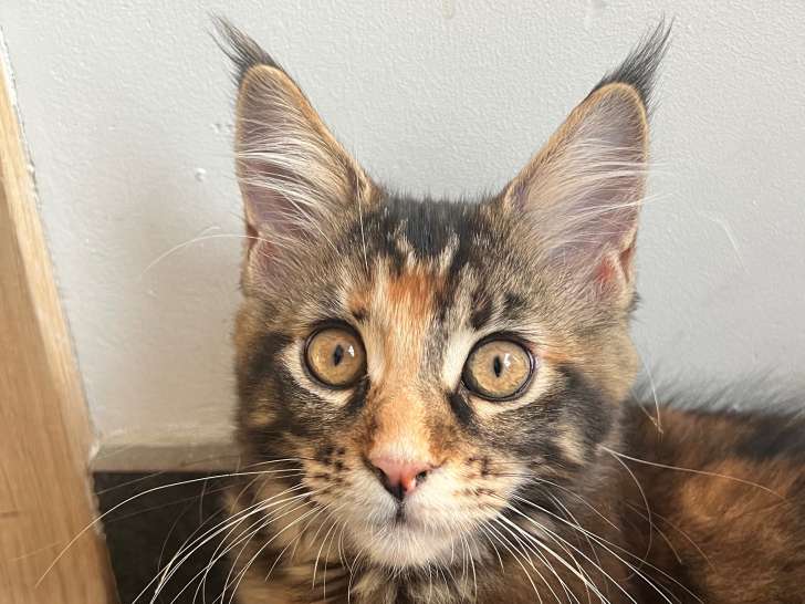 Chatons Maine Coon à vendre