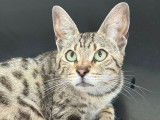 Chatons Savannah F6 à vendre