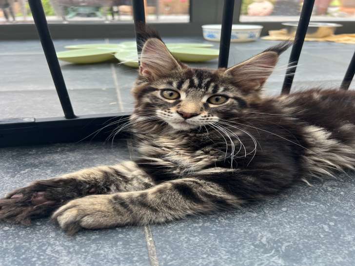 Chatons Maine Coon à vendre
