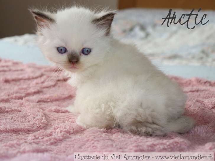 4 magnifiques chatons British Longhair et Shorthair LOOF à réserver