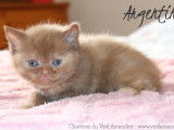 4 magnifiques chatons British Longhair et Shorthair LOOF à réserver