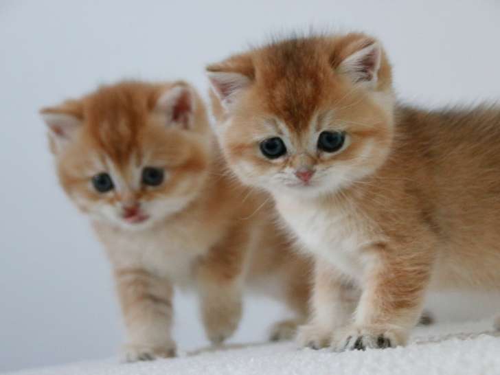 Magnifiques chatons British Shorthair golden LOOF à vndre