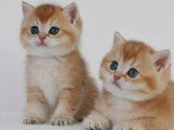 Magnifiques chatons British Shorthair golden LOOF à vndre