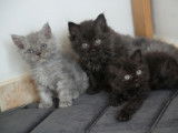 À réserver 5 chatons Selkirk Rex Longhair (LOOF)