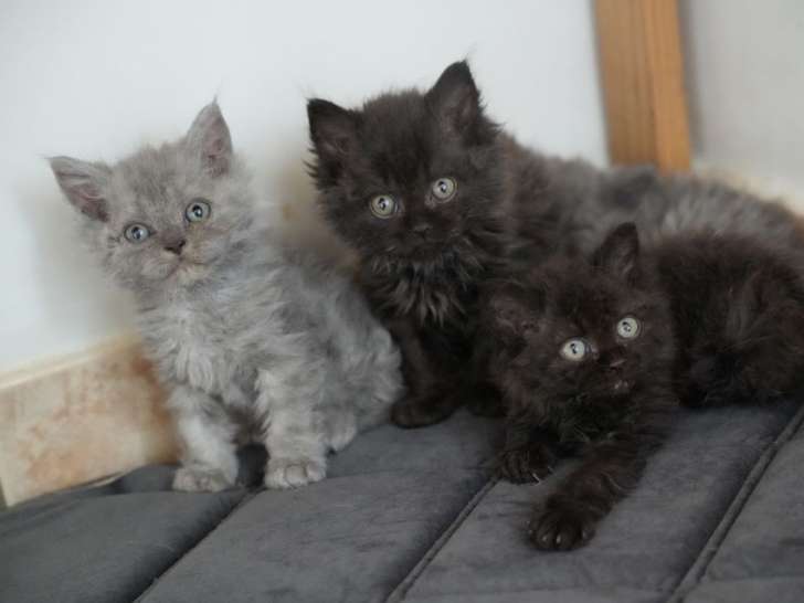 À réserver 6 chatons Selkirk Rex Longhair (LOOF)