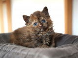 À réserver 5 chatons Selkirk Rex Longhair (LOOF)