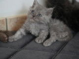 À réserver 5 chatons Selkirk Rex Longhair (LOOF)