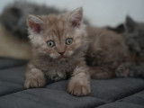 À réserver 5 chatons Selkirk Rex Longhair (LOOF)