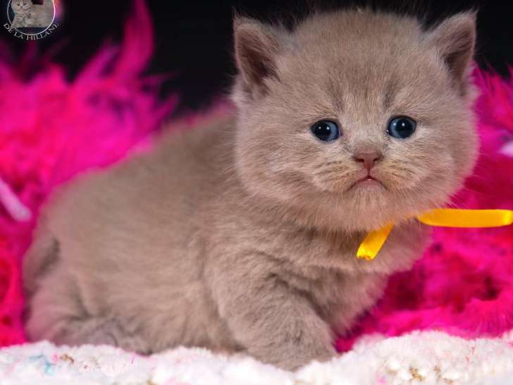 Chatons British Shorthair LOOF disponibles à la vente (LOOF)