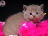 Chatons British Shorthair LOOF disponibles à la vente (LOOF)