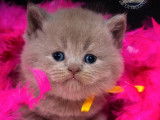 Chatons British Shorthair LOOF disponibles à la vente (LOOF)