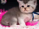 Chatons British Shorthair LOOF disponibles à la vente (LOOF)