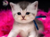 Chatons British Shorthair LOOF disponibles à la vente (LOOF)
