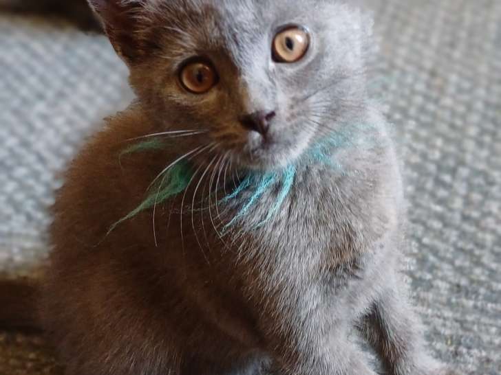 Chatonne Chartreux disponible
