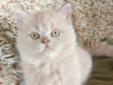 4 chatons British Longhair LOOF à réserver
