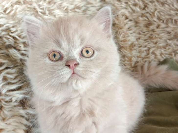 4 chatons British Longhair LOOF à réserver